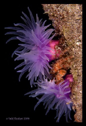 "Jewels of the Night" No Cropping :o) by Debi Henshaw 